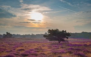 Preview wallpaper tree, rays, flowers, field, purple