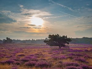 Preview wallpaper tree, rays, flowers, field, purple