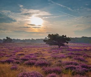 Preview wallpaper tree, rays, flowers, field, purple