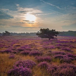 Preview wallpaper tree, rays, flowers, field, purple