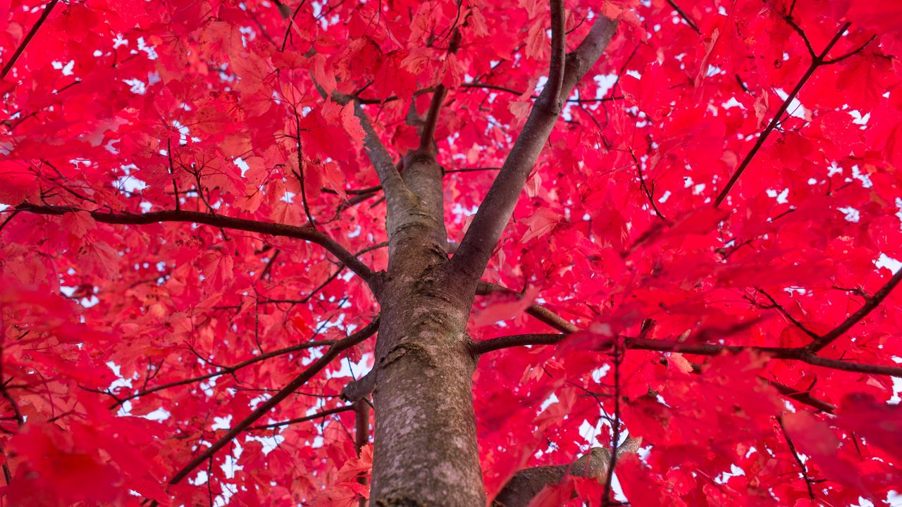 Wallpaper tree, red, branches