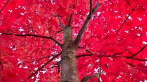 Preview wallpaper tree, red, branches