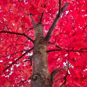 Preview wallpaper tree, red, branches