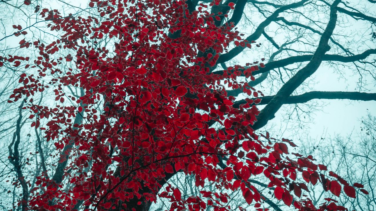 Wallpaper tree, red, leaves, trees, nature