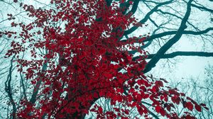 Preview wallpaper tree, red, leaves, trees, nature