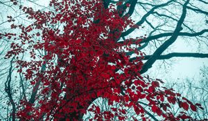 Preview wallpaper tree, red, leaves, trees, nature