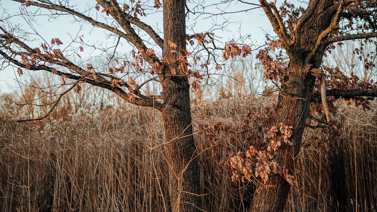 Wallpaper tree, reeds, grass, autumn, nature