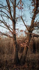 Preview wallpaper tree, reeds, grass, autumn, nature