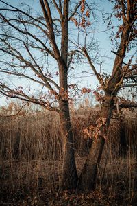 Preview wallpaper tree, reeds, grass, autumn, nature