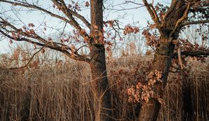 Preview wallpaper tree, reeds, grass, autumn, nature