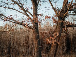 Preview wallpaper tree, reeds, grass, autumn, nature