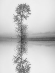 Preview wallpaper tree, reflection, bw, lake, fog