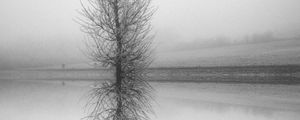 Preview wallpaper tree, reflection, bw, lake, fog