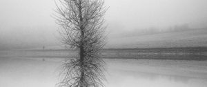 Preview wallpaper tree, reflection, bw, lake, fog