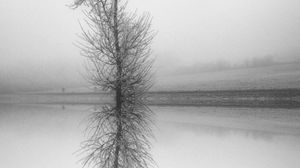 Preview wallpaper tree, reflection, bw, lake, fog