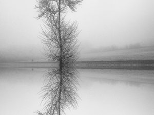 Preview wallpaper tree, reflection, bw, lake, fog