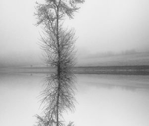 Preview wallpaper tree, reflection, bw, lake, fog