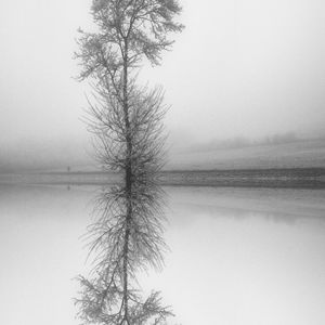 Preview wallpaper tree, reflection, bw, lake, fog