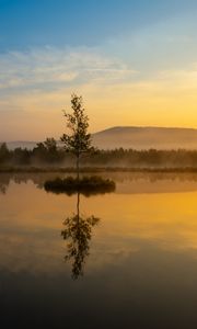 Preview wallpaper tree, reflection, hill, fog