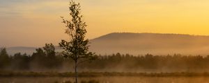 Preview wallpaper tree, reflection, hill, fog