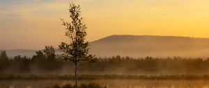 Preview wallpaper tree, reflection, hill, fog