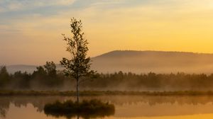 Preview wallpaper tree, reflection, hill, fog