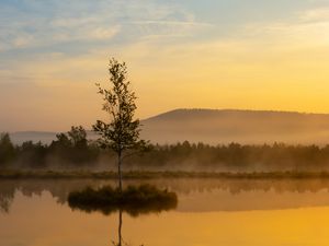 Preview wallpaper tree, reflection, hill, fog