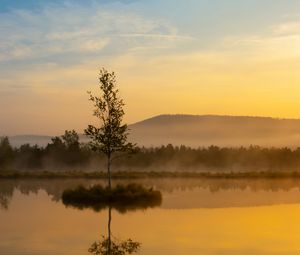 Preview wallpaper tree, reflection, hill, fog