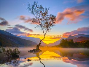 Preview wallpaper tree, reflection, lake, nature, mountains
