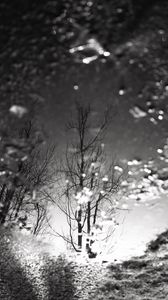 Preview wallpaper tree, reflection, puddle, water, autumn, bw