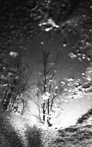 Preview wallpaper tree, reflection, puddle, water, autumn, bw