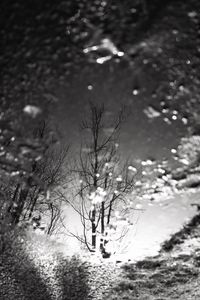 Preview wallpaper tree, reflection, puddle, water, autumn, bw