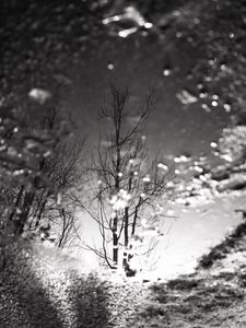 Preview wallpaper tree, reflection, puddle, water, autumn, bw