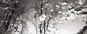 Preview wallpaper tree, reflection, puddle, water, autumn, bw