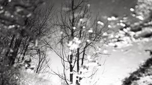 Preview wallpaper tree, reflection, puddle, water, autumn, bw