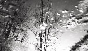 Preview wallpaper tree, reflection, puddle, water, autumn, bw