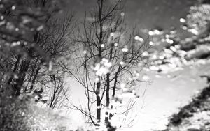 Preview wallpaper tree, reflection, puddle, water, autumn, bw