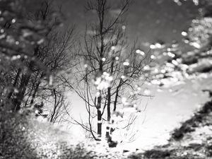 Preview wallpaper tree, reflection, puddle, water, autumn, bw