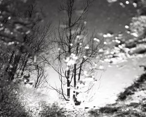 Preview wallpaper tree, reflection, puddle, water, autumn, bw