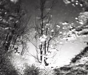 Preview wallpaper tree, reflection, puddle, water, autumn, bw