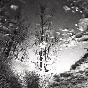 Preview wallpaper tree, reflection, puddle, water, autumn, bw