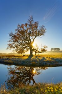 Preview wallpaper tree, reflection, river, meadow, nature, landscape