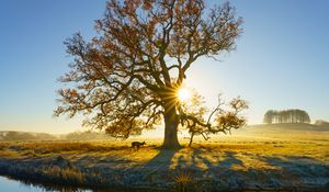 Preview wallpaper tree, reflection, river, meadow, nature, landscape