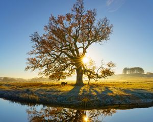 Preview wallpaper tree, reflection, river, meadow, nature, landscape
