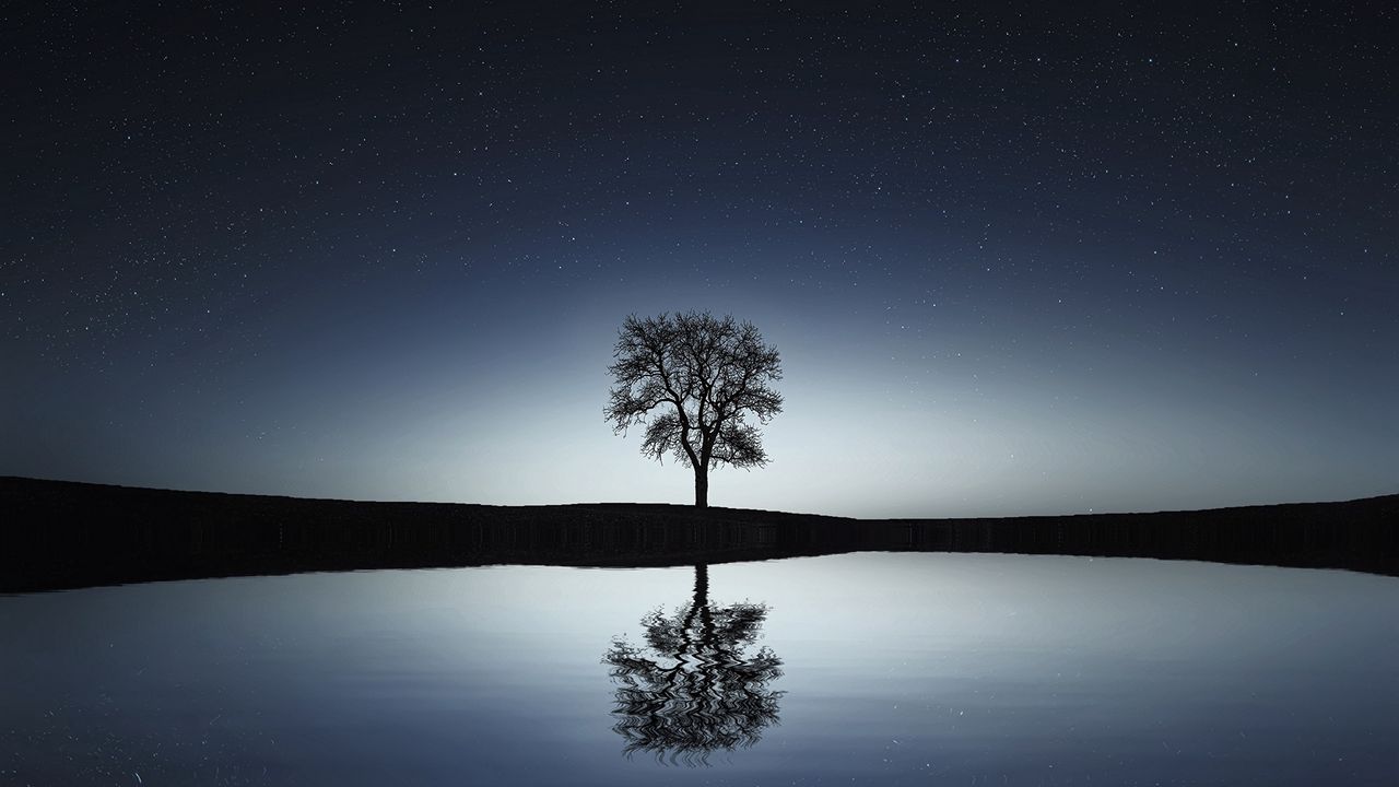 Wallpaper tree, reflection, water, night