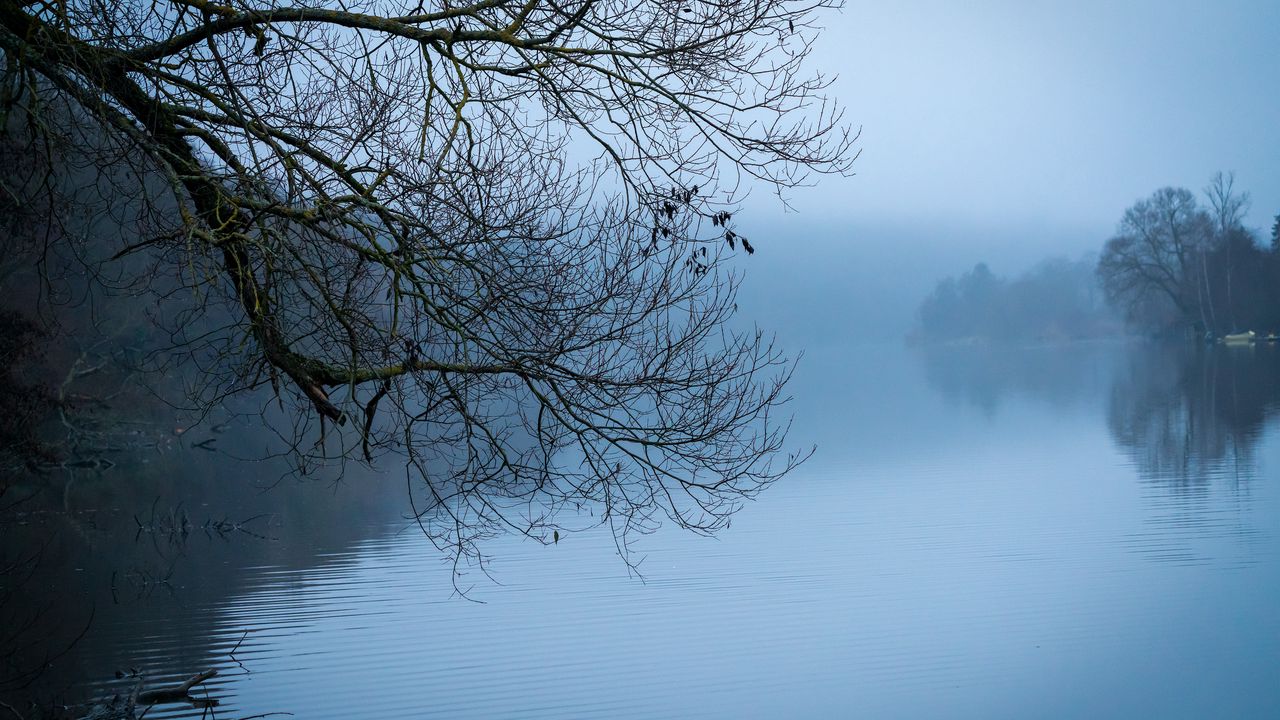 Wallpaper tree, river, branches, fog, landscape, nature, blue