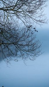 Preview wallpaper tree, river, branches, fog, landscape, nature, blue