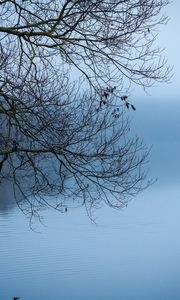 Preview wallpaper tree, river, branches, fog, landscape, nature, blue