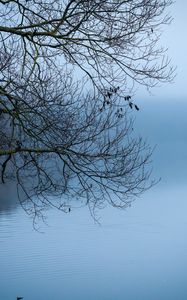 Preview wallpaper tree, river, branches, fog, landscape, nature, blue