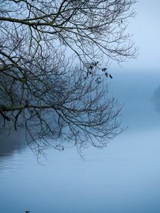 Preview wallpaper tree, river, branches, fog, landscape, nature, blue